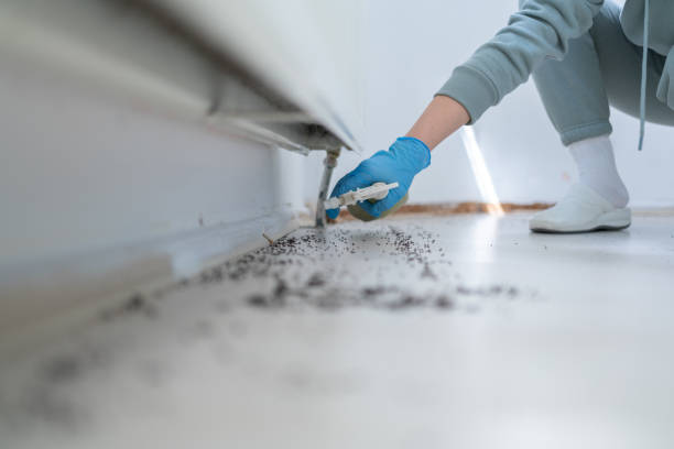 Best Ant Control Services  in USA